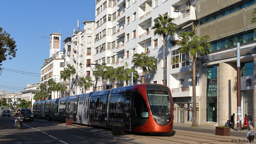 Das Bild eine Doppeleinheit aus zwei Straßenbahntriebwagen. Im Hintergrund sind Palmen vor einer Häuserfront.
