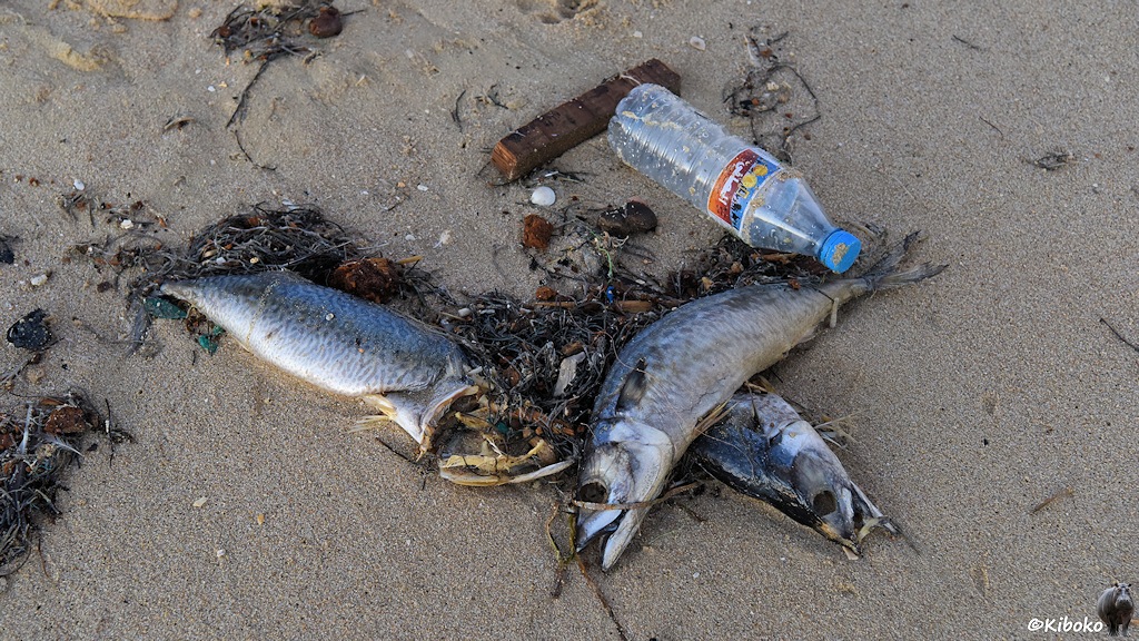 Das Bild zeigt drei halbverweste Fische ohne Augen, eine leere Plastikflasche, Seetang und ein Stück Holz am Strand.
