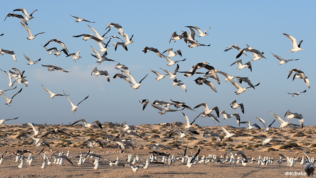 Das Bild zeigt sehr viele weiße Vögel, die teils noch auf dem Sandboden stehen, teilweise aber schon abfliegen. Im Hintergrund ist eine Düne mit einzelnen Grasbüschen.