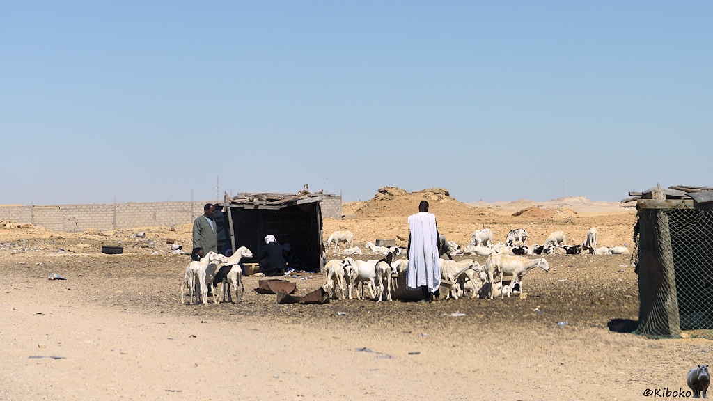 Das Bild zeigt drei Männer in einer Herde aus weißen Scharfen und dunkelbraunen Ziegen vor einer Wüstenlandschaft. Der Boden ist mit Dung bedeckt. Ein kleiner Schuppen und ein paar liegende, aufgeschnittene, verrostete Fässer bereichern die Szene.
