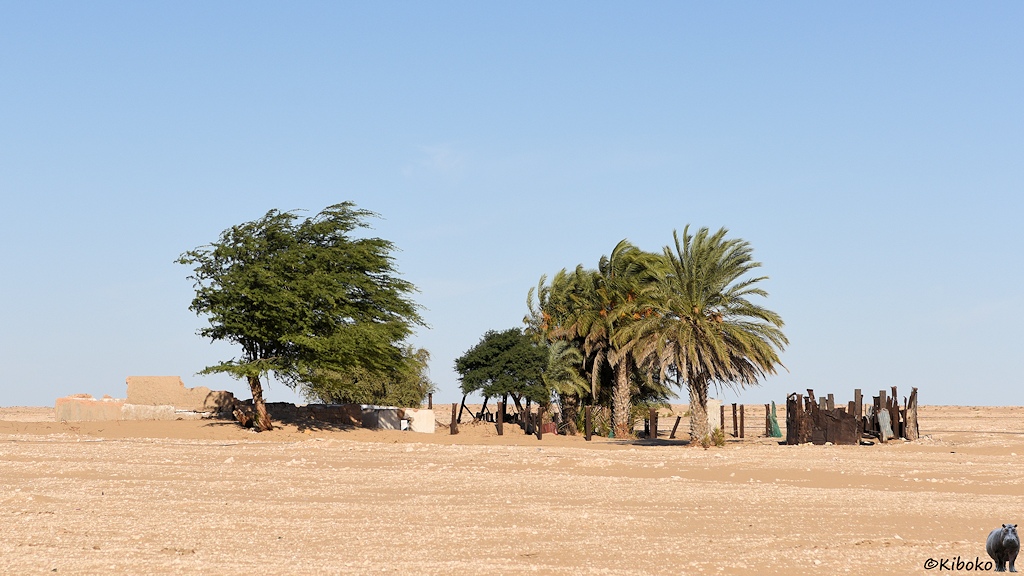 Das Bild zeigt mehrere Palmen und Laubbäume in der Wüste. Die Baumgruppe ist durch einen Zaun aus in den Boden gerammter Stahlschwellen und Stacheldraht eingezäunt.