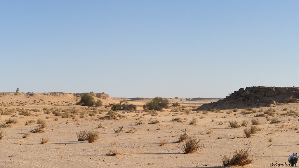Das Bild zeigt eine Wüstenlandschaft mit beige-rötlichem Sand, einzelnen Grasbüscheln und ein paar Büschen im Hintergrund. Die Ebene ist durch einzelne Plateaus mit  Abbruchkanten durchsetzt.