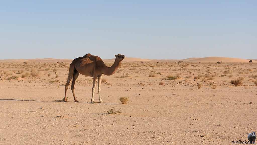 Das Bild zeigt ein Dromedar in einer steinigen Wüste in der nur wenige Grasbüsche wachsen. Im Hintergrund sind weitere Dromedare.