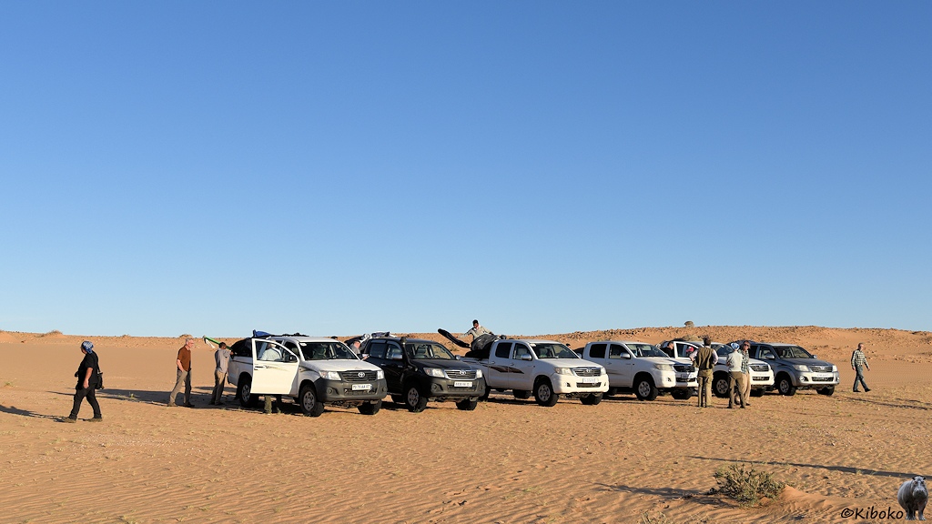 Das Bild zeigt sechs Geländewagen nebeneinander in einer Reihe in einer Sandwüste stehen. Die Ladeflächen werden entladen.