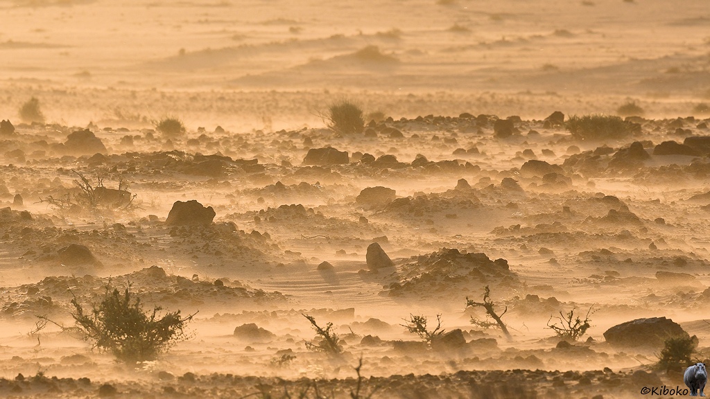 Das Bild zeigt Steinhaufen und Büsche im Gegenlicht. Der Wind peitscht den Sand über die Steine.