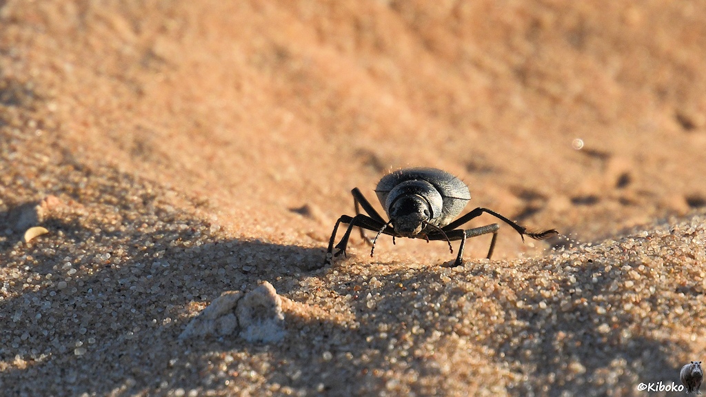Das Bild zeigt einen großen schwarzen Käfer von vorn aus niedriger Perspektive. Er krabbelt aus einem Wellental. Ein Bein schleudert dabei Sandkörner nach hinten.