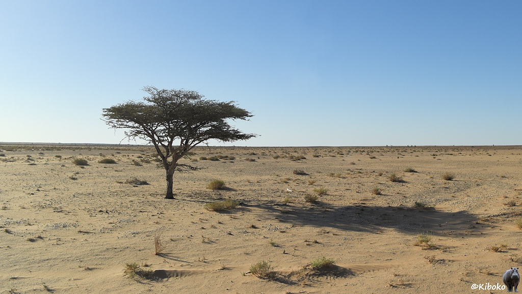 Das Bild zeigt eine weite Wüstenebene aus hellem Sand und einzelnen Grasbüschen. Ein einzelner Baum steht in der Wüste.