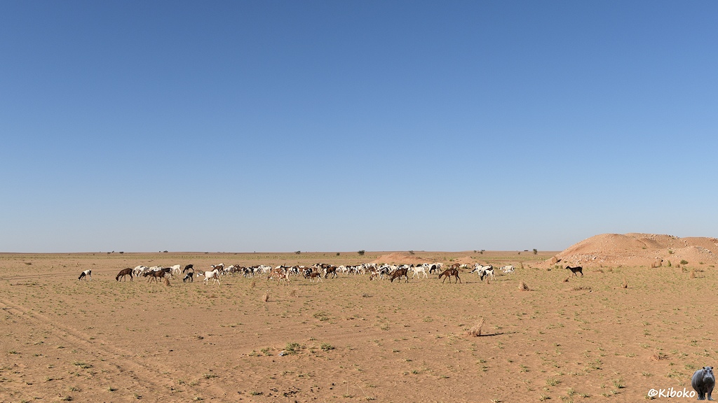 Das Bild zeigt eine Ziegenherde aus weißen, braunen, schwarzen und gefleckten Tieren in einer Wüstenebene mit einzelnen Grasbüscheln.