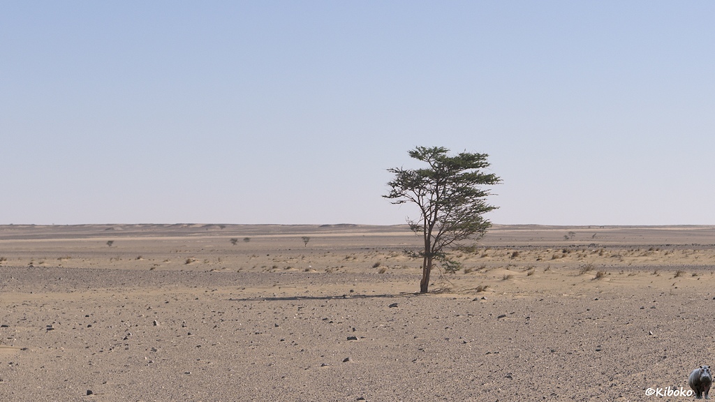 Das Bild zeigt einen kleinen Baum mit kleinen grünen Blättern in einer steinigen, grauen Wüste.