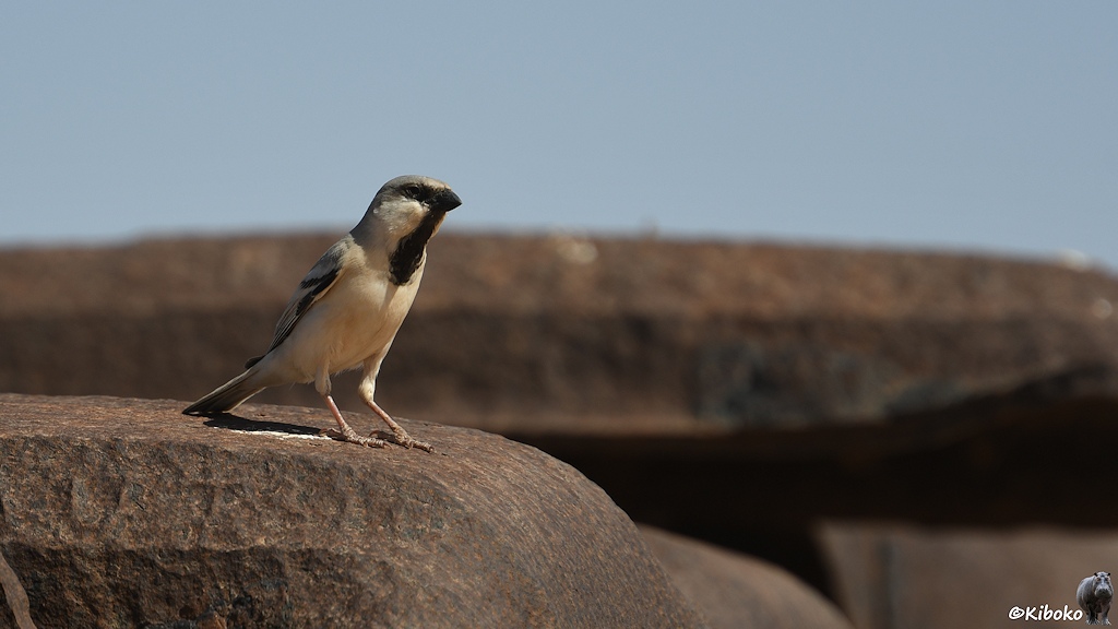 Das Bild zeigt einen kleinen, grauen Vogel, mit weißem Bauch, schwarzer Kehle und kleinen schwarzen Schnabel. Der Vogel sitzt auf dem abgerundeten Ende einer Stahlschwelle.