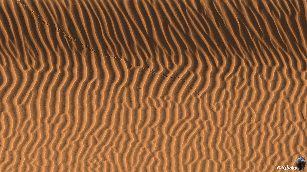 Das Bild zeigt ein Muster von Sandriffeln in einer Düne. Die Riffeln verlaufen grob von oben nach unten. Die Sonne kommt von der linken Seite und hebt die Riffeln plastisch hervor. Die Spur eines Käfers verläuft diagonal über die Sandriffeln.