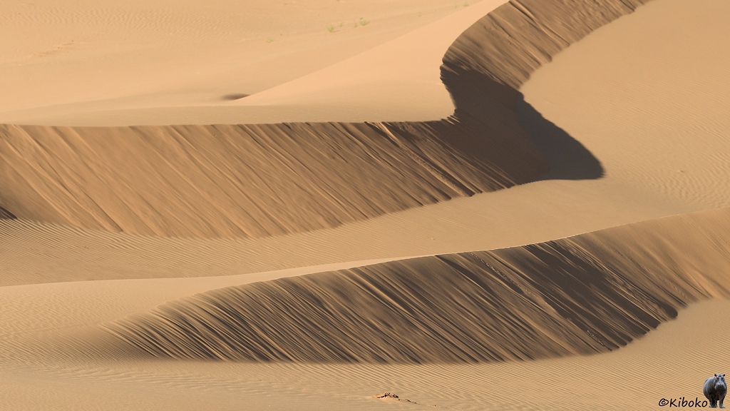 Das Bild zeigt zwei geschwungene hintereinanderliegende Dünen von der vom Wind abfallenden Seite. Die Hänge liegen teilweise im Schatten und erzeugen ein welliges Muster.