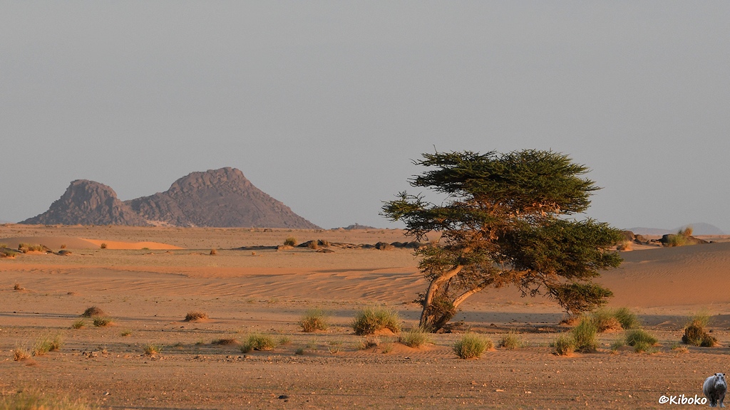Das Bild zeigt einen Baum mit zwei nach rechts geneigten Stämmen in der Wüste. Um den Baum sind Grasbüschel. Im Hintergrund ragen zwei dunkle Berge aus der Wüste.