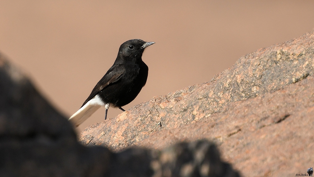 Das Bild zeigt einen kleinen schwarzen Vogel mit einem weißen Schwanz auf einem rötlichen Granitfelsen. In der linken unteren Bildecke ist ein unscharfer Felsen im Vordergrund.