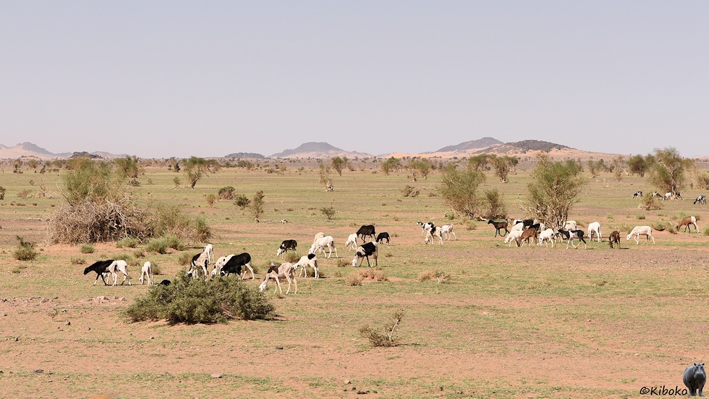 Das Bild zeigt eine Herde von weißen, schwarzen Schafen sowie braunen Ziegen auf einer Ebene mit einzelnen Büschen und frischem, spärlichen Gras.