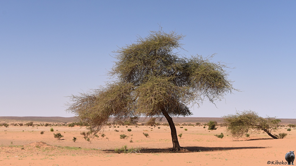 Das Bild zeigt einen Baum mit kleinen grünen Blättern und feinen trockenen Ästen in einer Wüste aus lachsfarbenen Sand. Dahinter ist ein weiterer kleiner Baum mit sehr schräg geneigten Stamm. Im Hintergrund ist eine Bergkette aus dunklem Gestein.