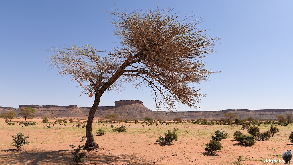 Das Bild zeigt einen blattlosen Baum in der Wüste. Der Stamm ist leicht nach rechts geneigt. Die Baumkrone neigt sich stärker nach rechts. Stamm und Baumkrone ragen einen Tafelberg an der dahinterliegenden Abbruchkante ein. Auf dem Boden sind ein paar Büsche und sprießende Grashalme.