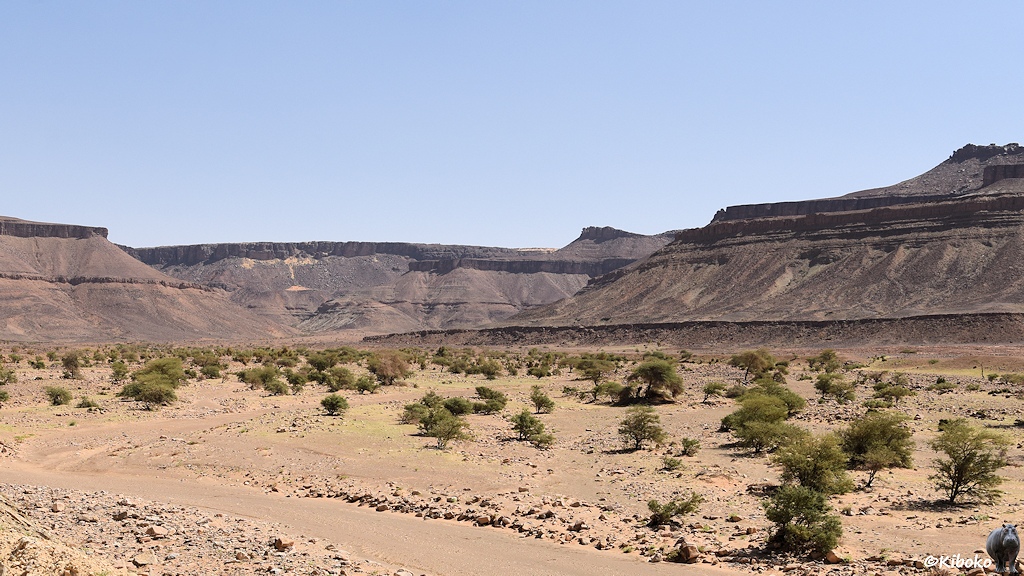Das Bild zeigt ein Tal mit hellem Sand, indem Akazien stehen. Dazwischen ist der geschwungene Verlauf eines trockenen Flussbettes. Dahinter ist ein rotbraunes Bergmassiv mit einer senkrechten Felskante am oberen Rand.