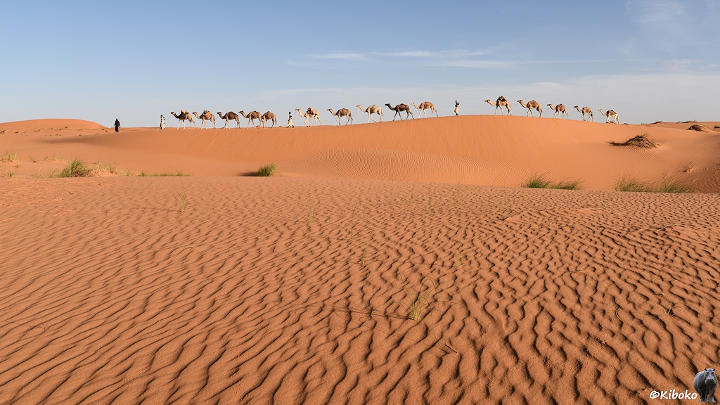Das Bild zeigt 4 Männer und 15 Kamele auf einer rötlichen Düne im Abendlicht. Im Vordergrund sind feine Sandriffeln. Vereinzelt ragen hellgrüne Grasbüschel aus dem Wüstensand.
