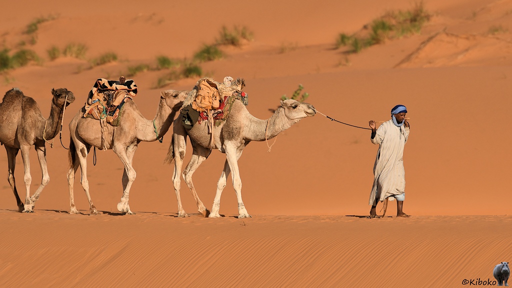 Das Bild zeigt einen Mann im hellgrauen Gewandt mit hellblauem Turban mit den ersten drei Kamelen. Zwei Kamele tragen einen Sattel.