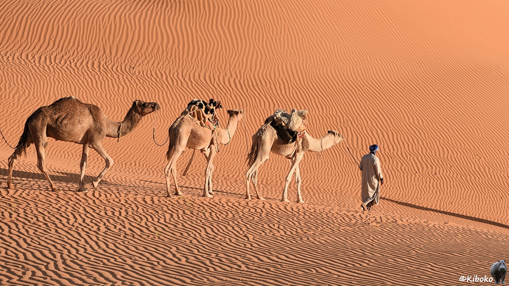 Das Bild zeigt den Mann mit den ersten drei Kamelen von schräg hinten eine Düne herunterlaufen. Der Vordergrund und die Düne im Hintergrund sind durch feine Riffeln verziert, die durch die tiefstehende Sonne kleine Schatten werfen.