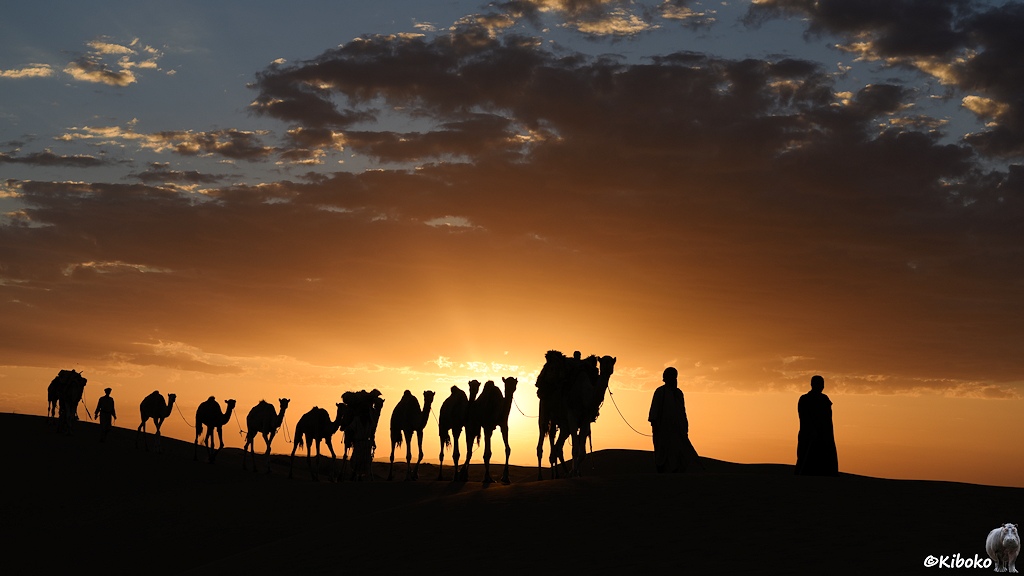 Das Bild zeigt eine Karawane die im Gegenlicht der untergehenden Sonne schräg an Kiboko vorbeiläuft.