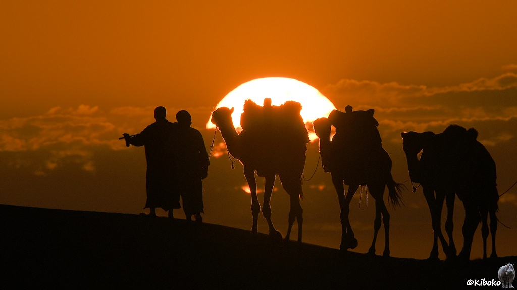 Das Bild zeigt eine Teleaufnahme von zwei Männern mit drei Kamelen. Die Sonne geht hinter dem ersten Kamel unter. Das Kamel füllt die Sonne aus. Am unteren Rand verdecken ein paar Wolken teilweise die Sonne.