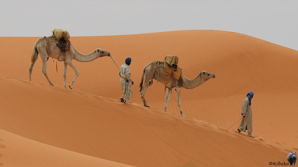 Das Bild zeigt zwei Männer, die jeweils ein Kamel von einer Düne aus blass lachsfarbenen Sand herunterführen.