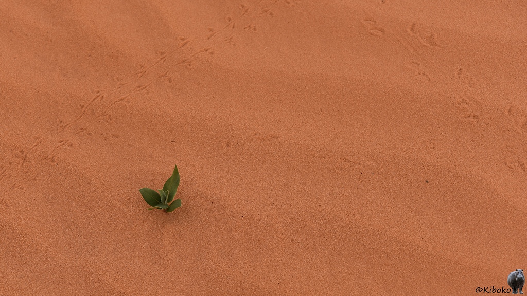 Das Bild zeigt ein kleines Pflänzchen mit drei Blätter in lachsfarbenen Wüstensand. Der Sand hat Riffeln. Spuren von Krabbeltieren gehen über den Sand.