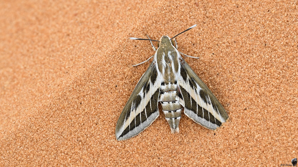 Das Bild zeigt einen Falter mit weißen, grauen und oliven Streifen mit dunkelbraunen Flächen dazwischen. Er sitzt zwischen zwei Riffeln aus blass lachsfarbenen Sand.