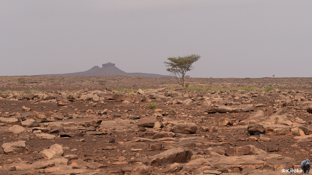 Das Bild zeigt einen kleinen Baum auf einer Steinebene. Im Hintergrund ragt ein kleiner Tafelberg mit steilen Wänden aus der Ebene.