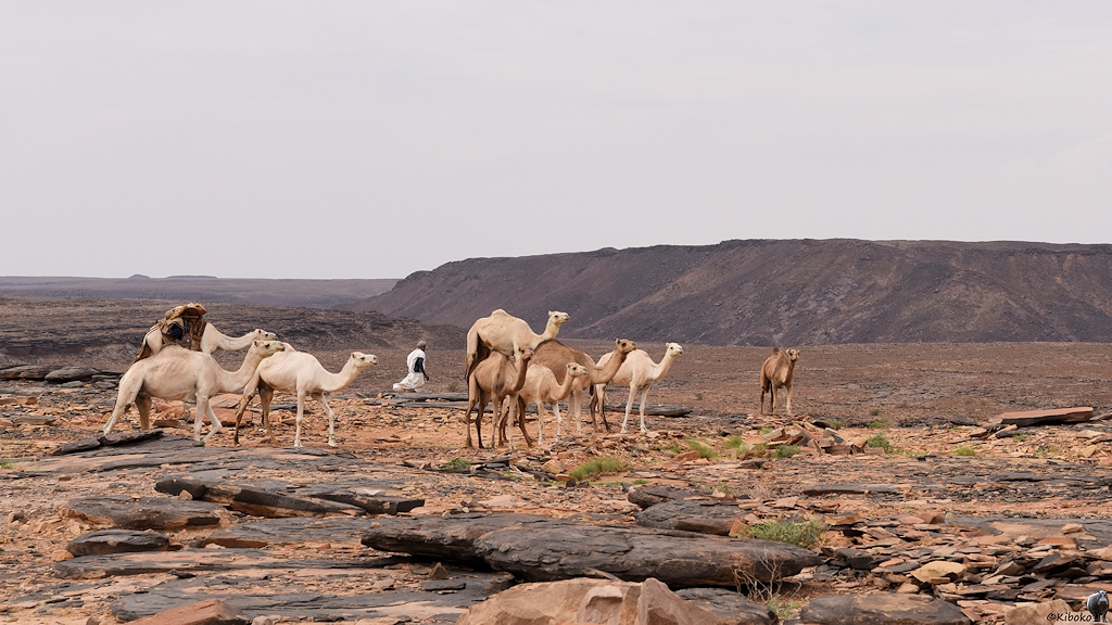 Das Bild zeigt neun Dromedare in den Farben von weiß über beige bis hellbraun in einer steinigen Wüstenlandschaft. Ein Dromedar trägt einen Sattel. Alle Kamele schauen in die Kamera. Ein Mann im weißen Gewand läuft im Hintergrund.