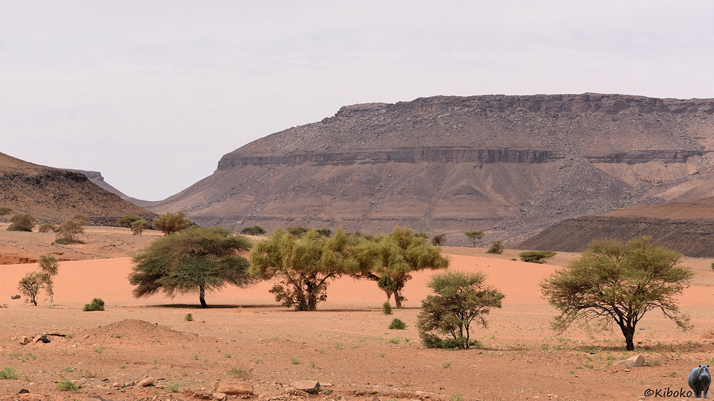 Das Bild zeigt einzelne größere Bäume in einem Tal aus blass lachsfarbenem Sand. Im Hintergrund ist ein Berg aus dunklem Geröll mit zwei senkrechten Felskanten.