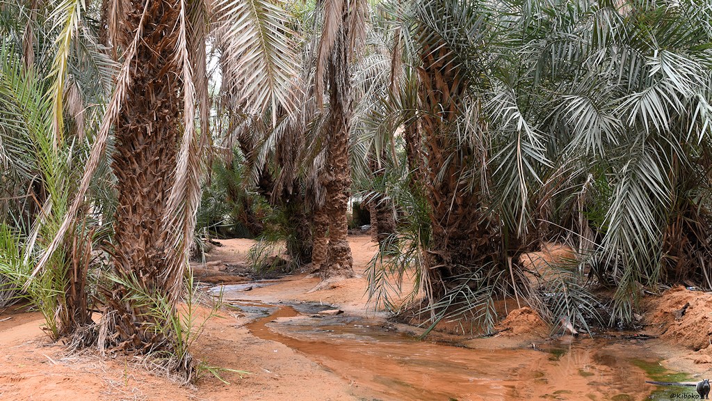 Das Bild zeigt die Stämme von Palmen die im rötlichen Sand stehen. Ein flacher Bach mit klarem Wasser fließt zwischen die Baumstämme durch.