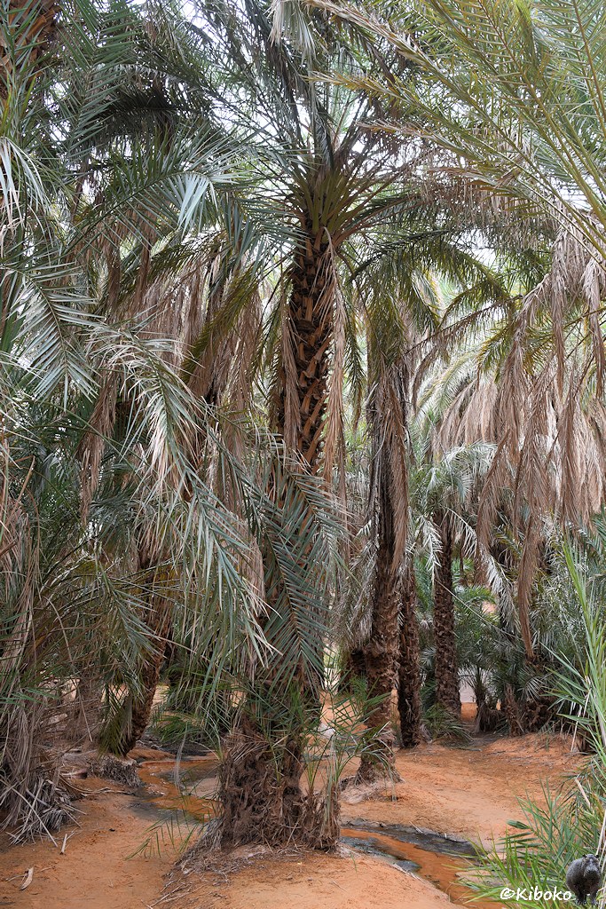 Das Bild zeigt eine Hochformataufnahme eines Palmenwalds. Dazwischen schlängelt sich ein schmaler, flacher Bach zwischen die Palmenstämme durch.
