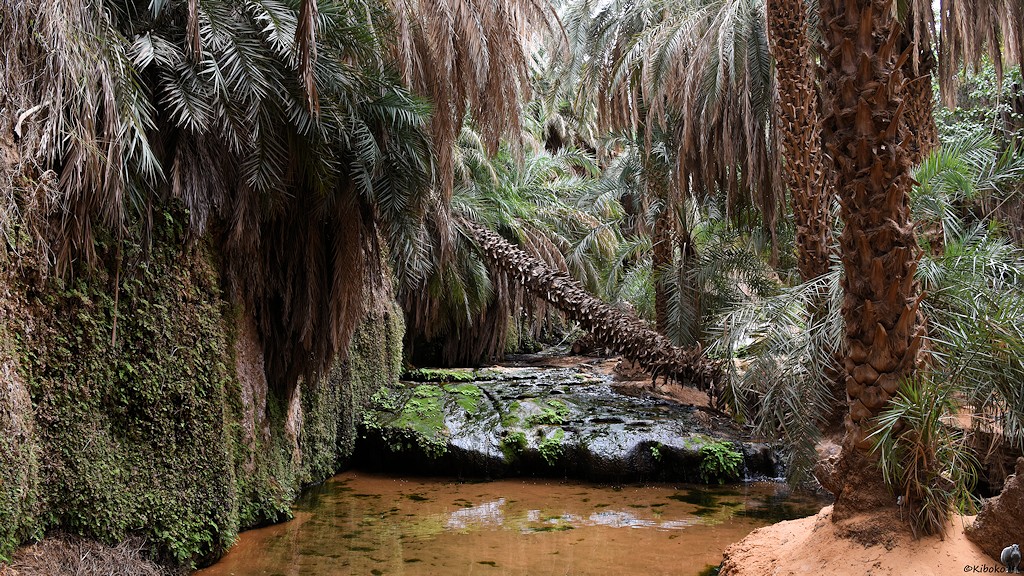 Das Bild zeigt einen Bachlauf der einen moosbewachsenen, dunklen Felsen überwindet und in einen kleinen Teich plätschert. Am Bach stehen Palmen. Eine Palme ist umgekippt. Am linken Bildrand ist eine moosbewachsene Felswand.