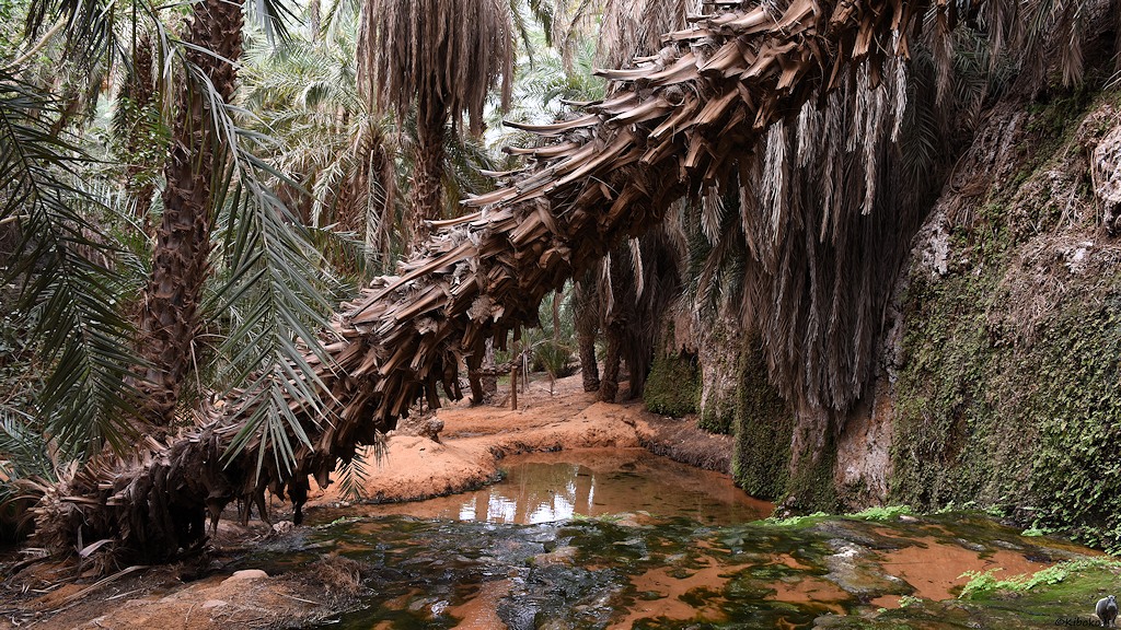 Das Bild zeigt einen Stamm einer Palme der von links unten nach rechts oben durch das Bild läuft. Darunter sind ein Bachlauf und ein kleiner Teich. Am rechten Bildrand ist mit Moos bewachsener Fels.