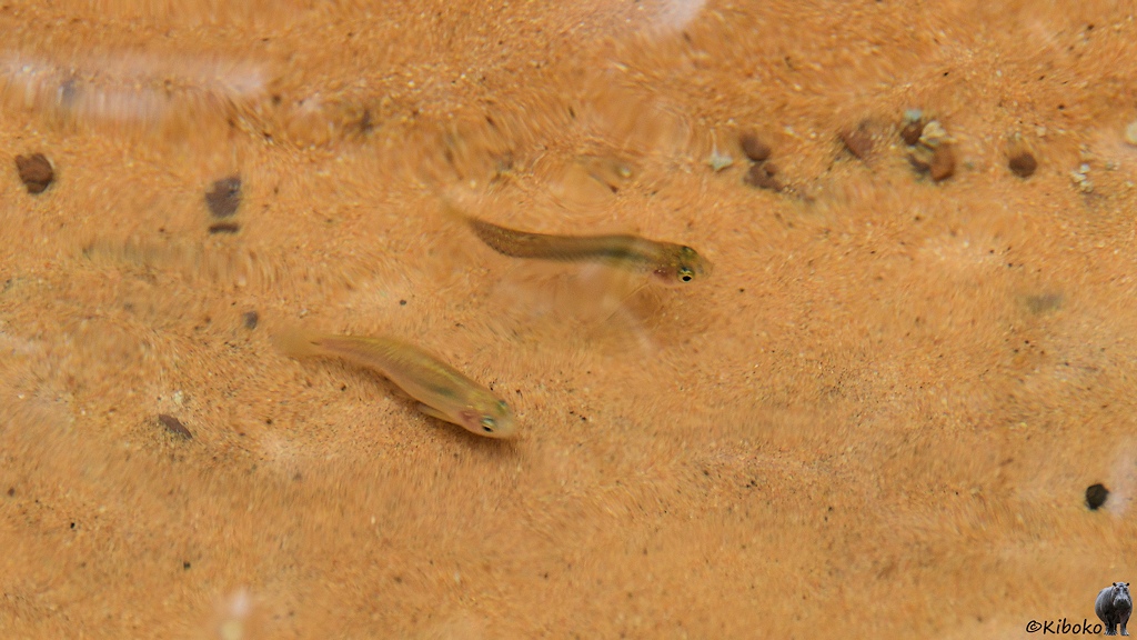 Das Bild zeigt zwei kleine hellbraun-silberne Fische, die nebeneinander im glasklaren Wasser. Der Untergrund besteht aus blasslachsfarbenem Sand.