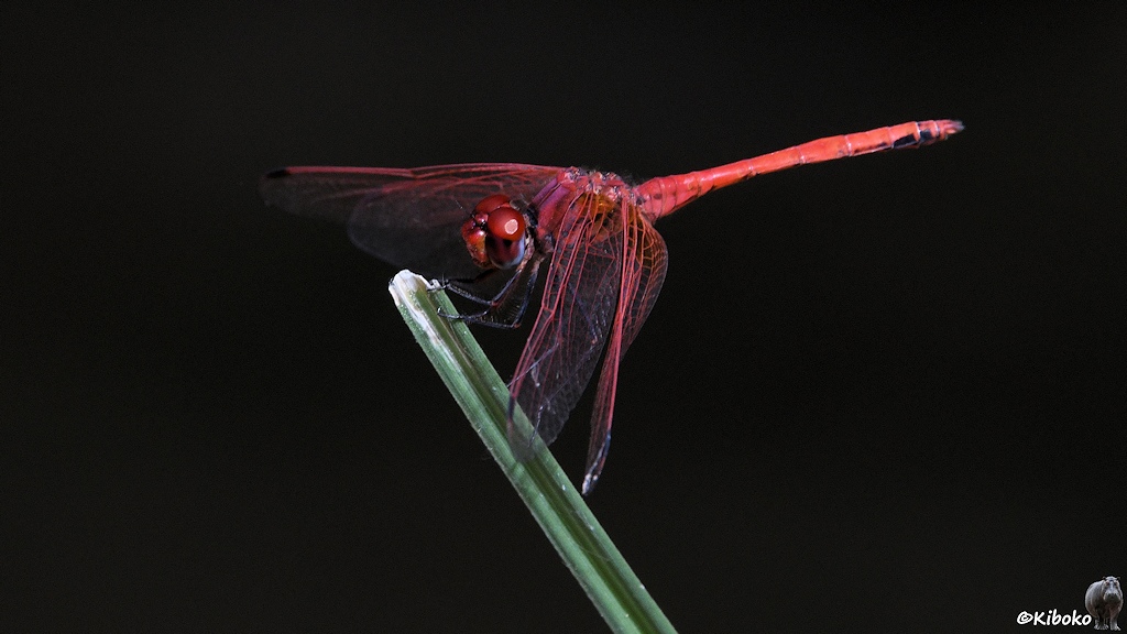 Das Bild zeigt eine rote Libelle. Sie sitzt an einer grünen Grashalmspitze vor dunklem Hintergrund.