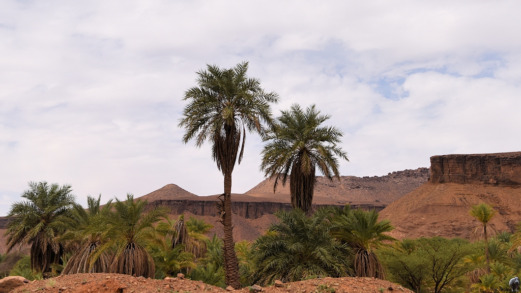 Das Bild zeigt zwei große Dattelpalmen und die Kronen von weiteren Palmen, die tiefer stehen. Im Hintergrund sind Berge mit einer dunklen, senkrechten Felswand, die sich als Band am Berghang entlangzieht.