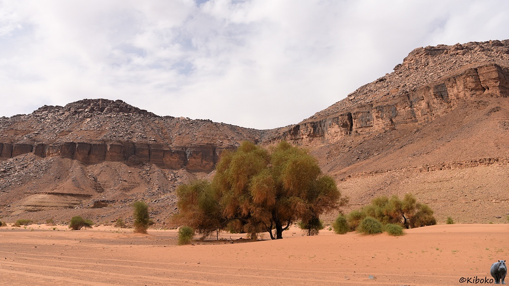 Das Bild zeigt einen Baum im Tal aus lachsfarbenem Sand. Im Hintergrund sind zwei Berge mit einer senkrechten Felsstreifen auf halber Höhe.