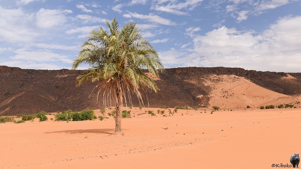Das Bild zeigt eine einzelne Palme auf lachsfarbenen Wüstensand vor einem Hang aus dunklen Gestein.  .