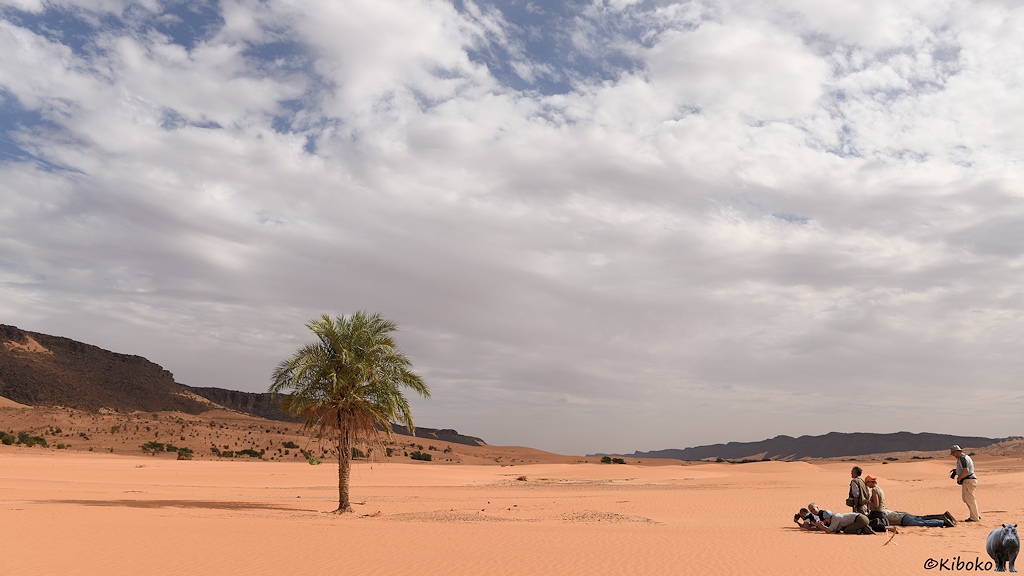 Das Bild zeigt eine einzelne Palme auf einer weiten Ebene aus lachsfarbenen Sand. Am rechten Bildrand liegen, knien und stehen mehrere Fotografen.