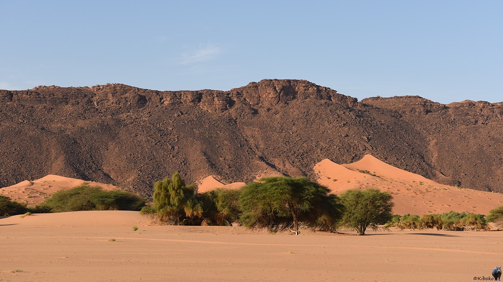 Das Bild zeigt ein Band grüner Bäume auf einer Sandfläche. Dahinter ragt eine Felswand aus dunklem Gestein auf an dem sich im unteren Drittel Sanddünen schmiegen. Darüber ist ein wolkenfreier Himmel.