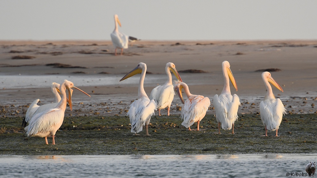Das Bild zeigt eine Gruppe von 8 großen weißen Vögeln. Sie haben lange Schnäbel mit einem großen gelben Sack an der Unterseite. Sie stehen auf einer sehr flachen Insel. Am linken Bildrand hat ein Vogel den Schnabel weit geöffnet und nach unten geneigt.