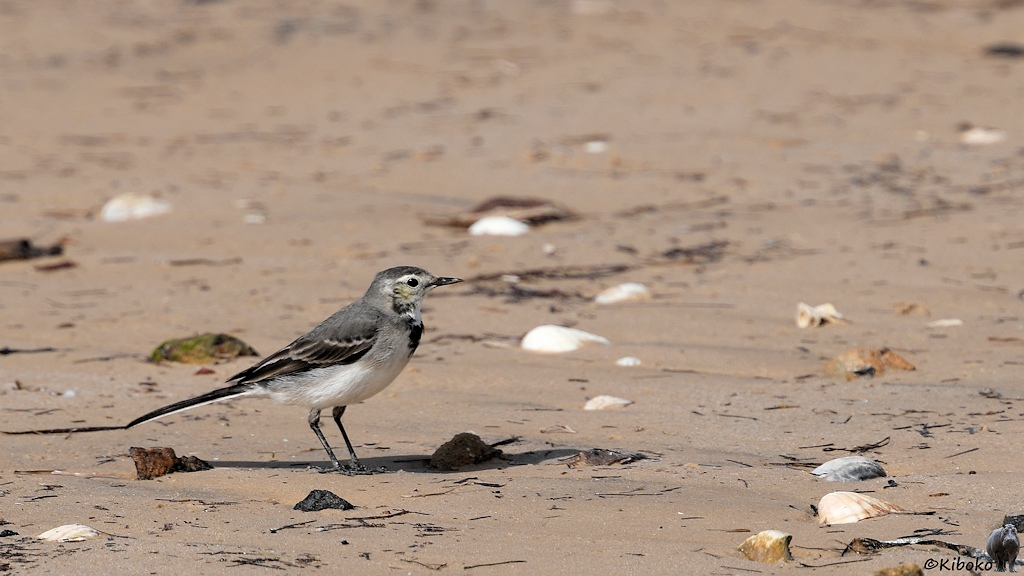 Das Bild zeigt einen kleinen grauen Vogel mit weißem Bauch und schwarzer Kehle zwischen weißen Muschelschalen am Strand.