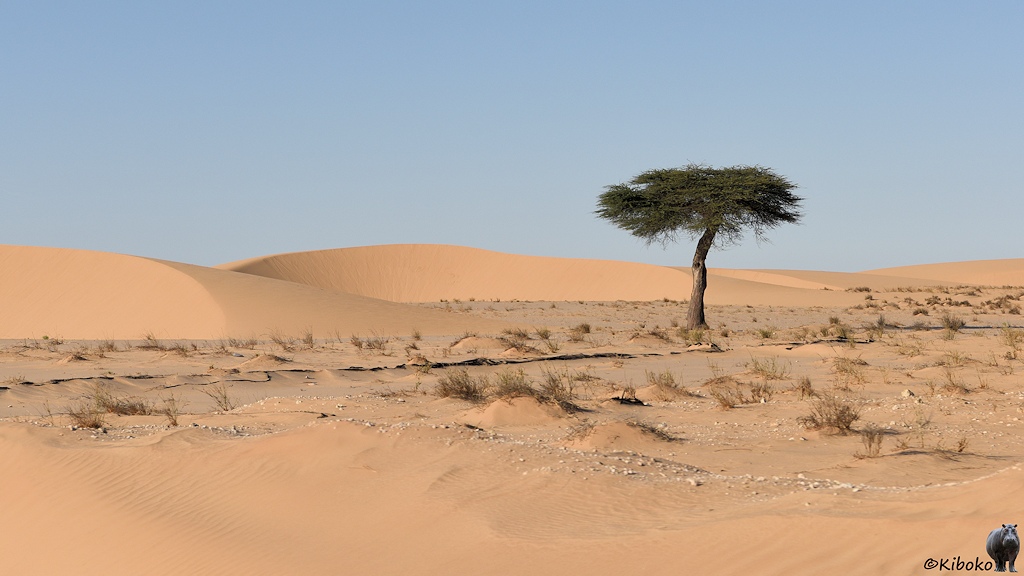 Das Bild zeigt einen einzelnen Baum mit waagerechten Ästen im oberen Bereich. Der Baum steht auf einer Ebene aus hellbraunem Sand. Um den Baum stehen Grasbüschel. Am linken Bildrand und im Hintergrund sind Sanddünen.