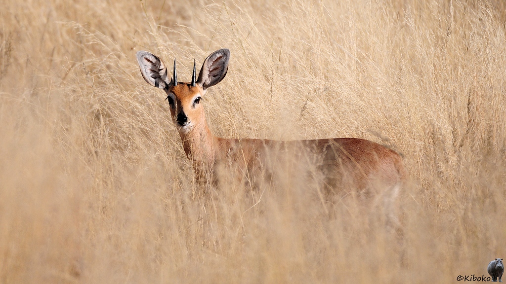 Eine braune Antilope mit großen Ohren und kurzen, geraden Hörnern schaut aus eine Weise mit hohem, trockenem Gras heraus