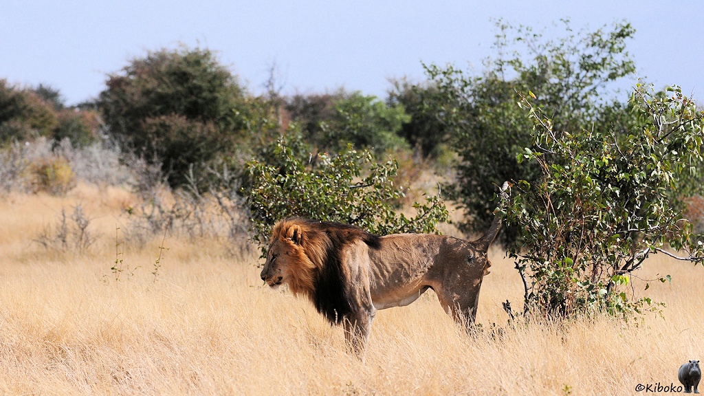Ein männlicher Löwe steht mit dem Hintern vor einem Busch, hebt den Schwanz und pinkelt auf den Busch.