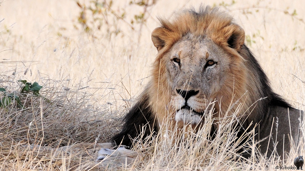 Ein männlicher Löwe mit brauoranger und schwarzer Mähne liegt im Schatten.